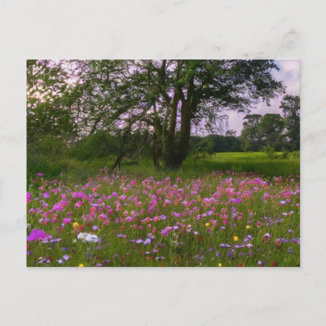 Lila Wildblommor i Dusk i Land Helg Vykort (Framsida)