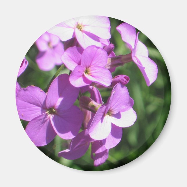Lila Wildblommor Magnet (Framsidan)