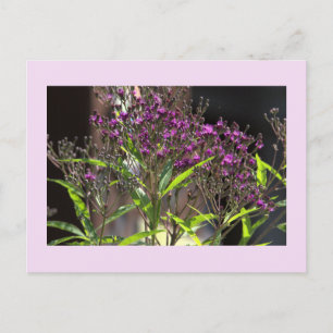 Lila Wildblommor Photo Postcard Helg Vykort