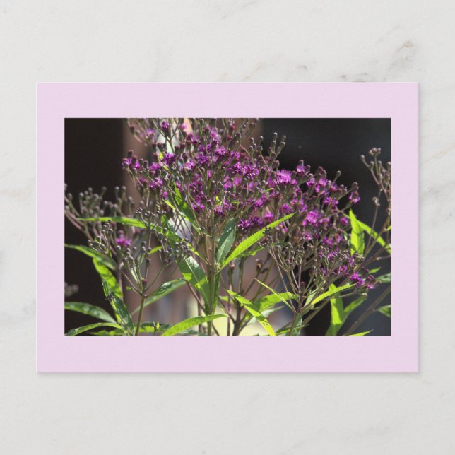 Lila Wildblommor Photo Postcard Helg Vykort (Framsida)