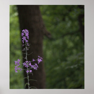 Lila Wildblommor Poster