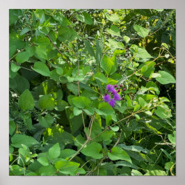 Lila Wildblommor Poster