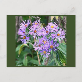 Lila Wildblomvykort Vykort