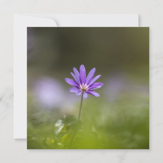 Lila Windblomsterfoto (Framsida)