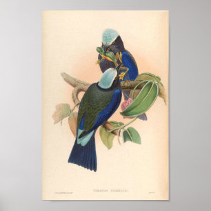 Lila Winged Roller Vintage Birds of Asia Poster