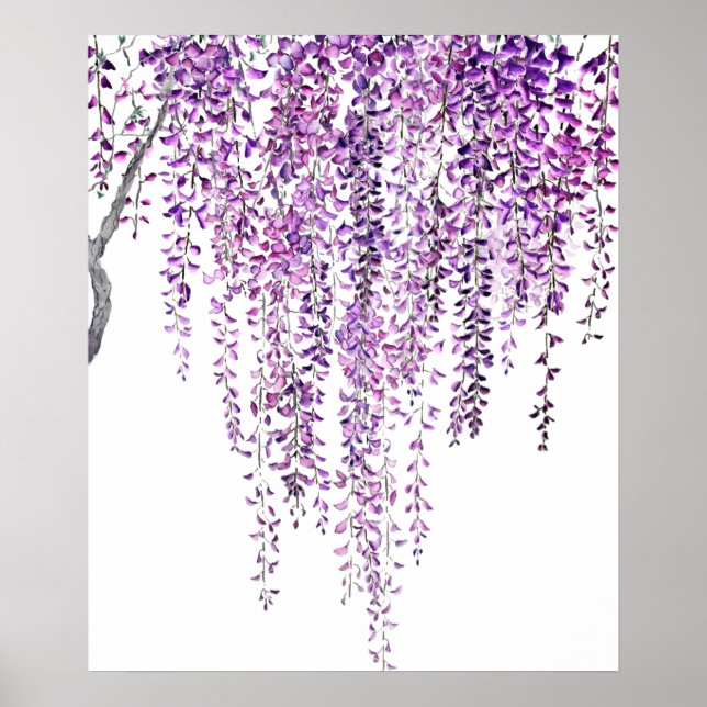 lila wisteri i blomning poster (Framsidan)