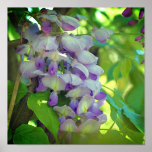 Lila Wisteria Flower Poster