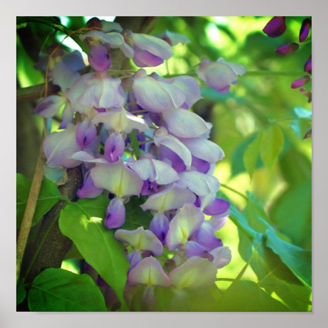 Lila Wisteria Flower Poster (Framsidan)