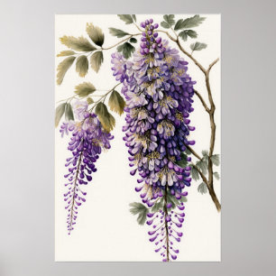 Lila Wisteria Flowers Art Print Poster