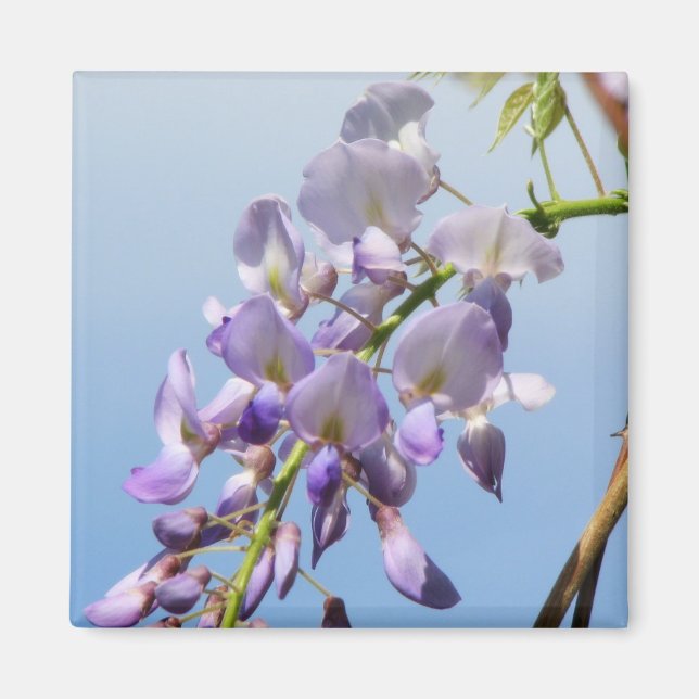 Lila Wisteria Magnet (Framsidan)