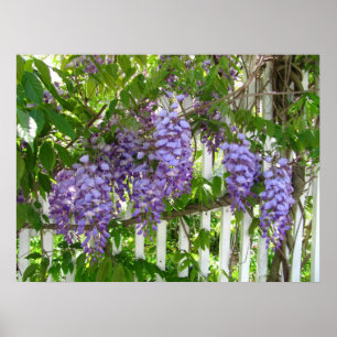 Lila Wisteria ~ print Poster