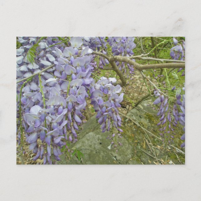 Lila Wisteria-samordningsobjekt Vykort (Framsida)