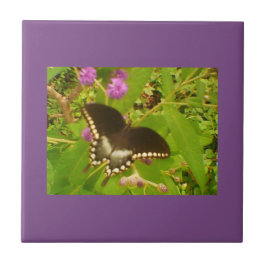 Lila Wrapped Black Monarch Kakelplatta