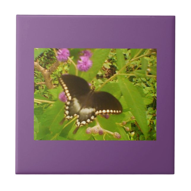 Lila Wrapped Black Monarch Kakelplatta (Framsidan)