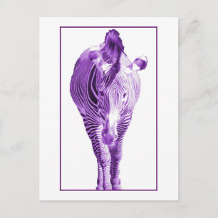 Lila Zebra Vykort