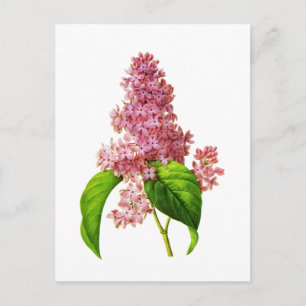 Lilac av Pierre Joseph Redoute Vykort