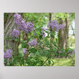 Lilac Beauty Poster