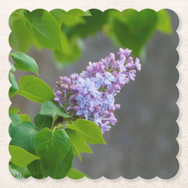 Lilac Beauty Underlägg Papper (Framsida)