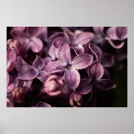 Lilac-Blommar efter regnet Poster