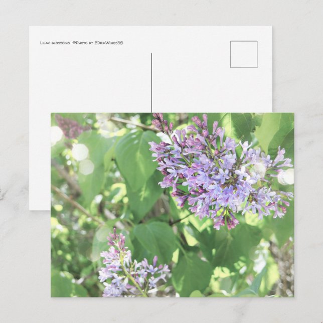 Lilac Blommar Vår Bloom Nature Photography Vykort (Fram/baksida)
