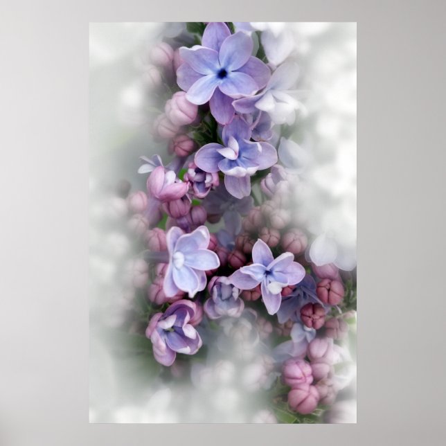 Lilac-blomning Poster (Framsidan)