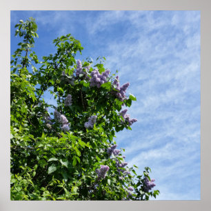 lilac-bloom poster