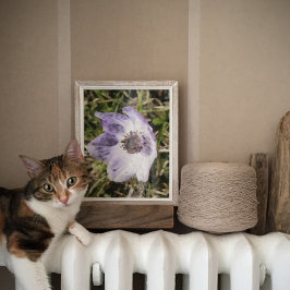 Lilac Blue Anemone Coronaria Vild Flower Paining Poster