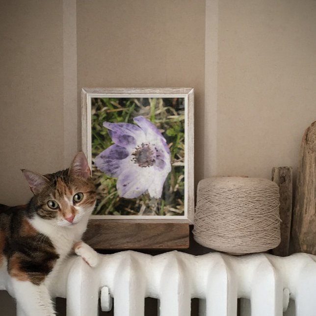 Lilac Blue Anemone Coronaria Vild Flower Paining Poster (Skapare uppladdad)