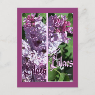 LILAC BOKMÄRKEN VYKORT