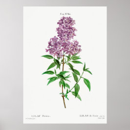 Lilac Botanical Poster