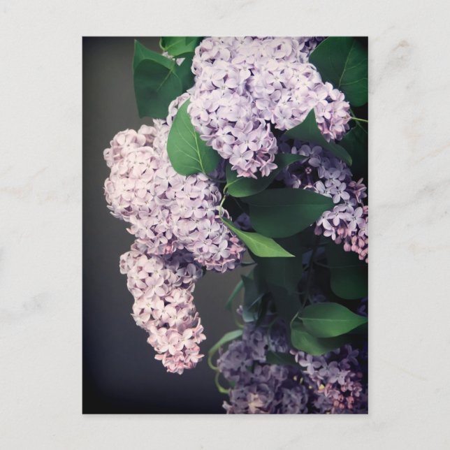 Lilac Bouquet med Vignette Vykort (Framsida)
