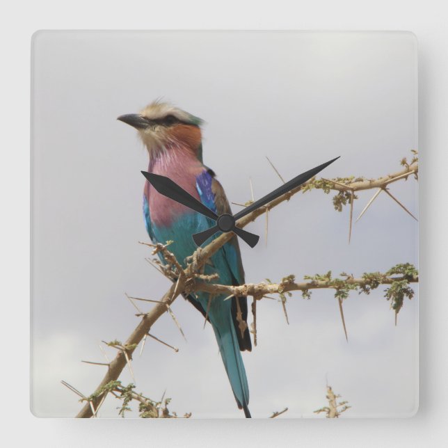 Lilac Breast Roller Bird Clock Fyrkantig Klocka (Framsida)