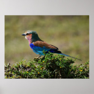 Lilac Breast Roller Bird Poster