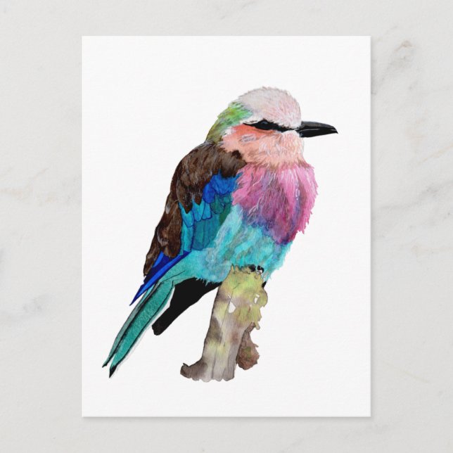 Lilac Breast Roller Bird Vykort (Framsida)