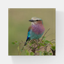 Lilac Breast Roller Gift Paperweight