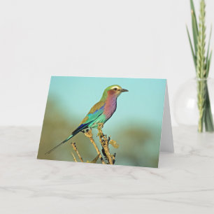 LILAC BREASTED ROLLER KORT