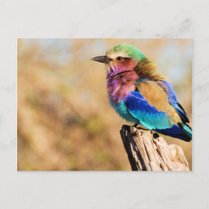 Lilac-Brested Roller Colorful African Bird Helg Vykort