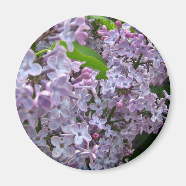Lilac Bunches Magnet (Framsidan)