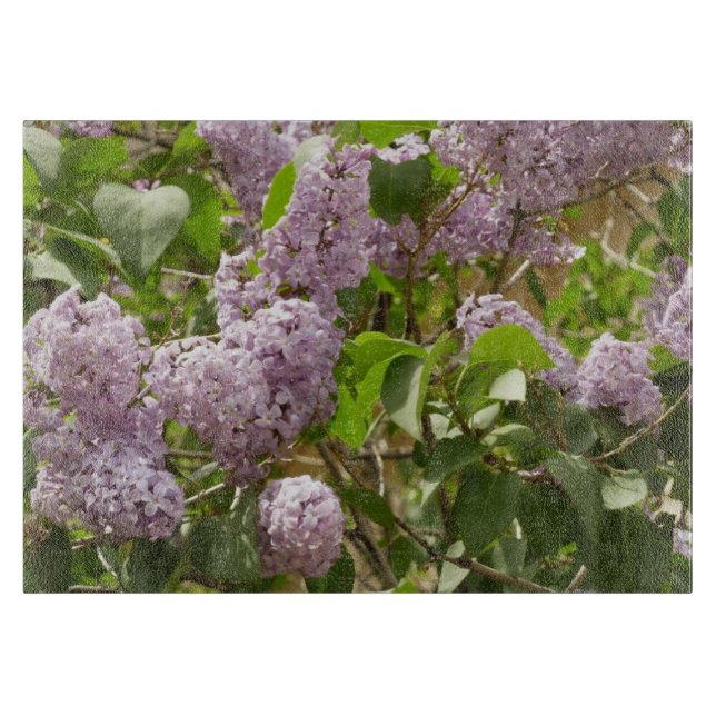 Lilac Bush Bevackra Lila Vår blommor (Framsidan)