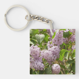 Lilac Bush Bevackra Lila Vår blommor