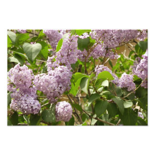 Lilac Bush Bevackra Lila Vår blommor Fototryck