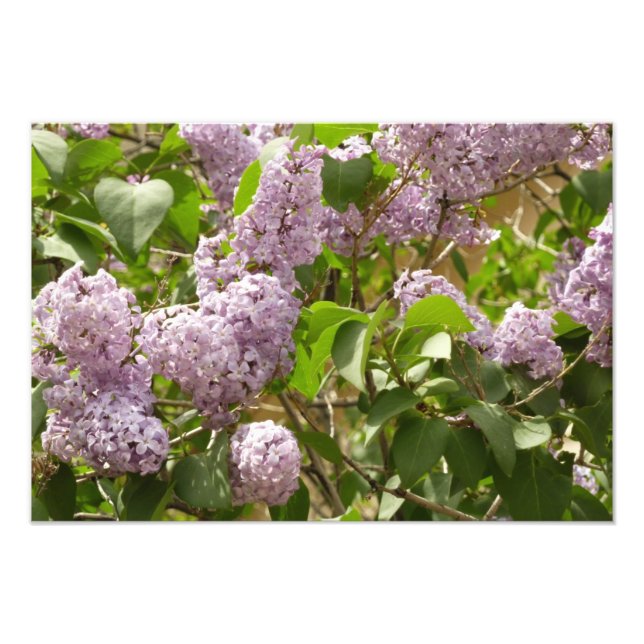 Lilac Bush Bevackra Lila Vår blommor Fototryck (Framsidan)