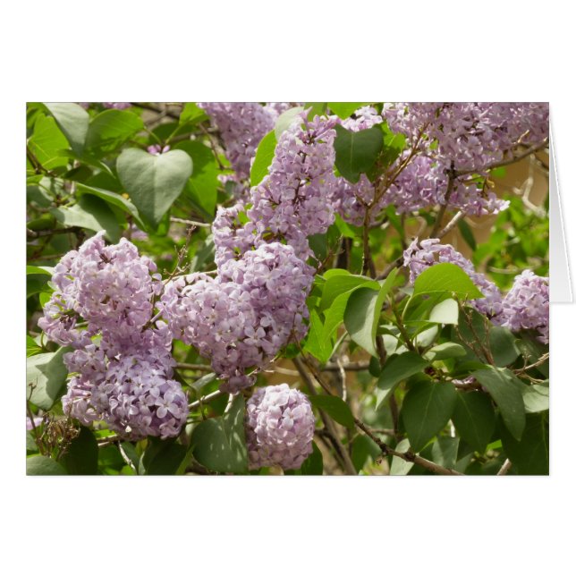 Lilac Bush Bevackra Lila Vår blommor Hälsningskort (Framsidan Horizontal)