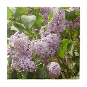 Lilac Bush Bevackra Lila Vår blommor Kakelplatta