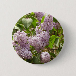 Lilac Bush Bevackra Lila Vår blommor Knapp