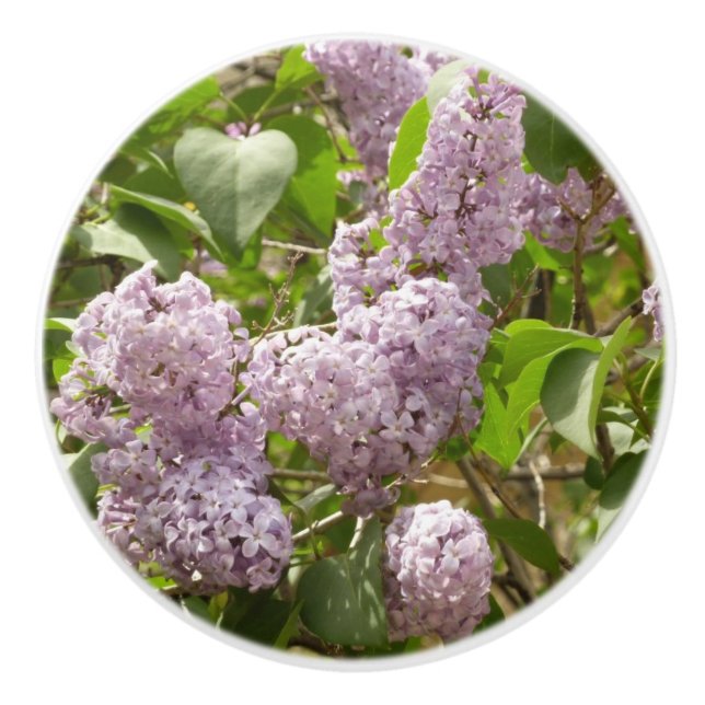 Lilac Bush Bevackra Lila Vår blommor Knopp (Framsidan)