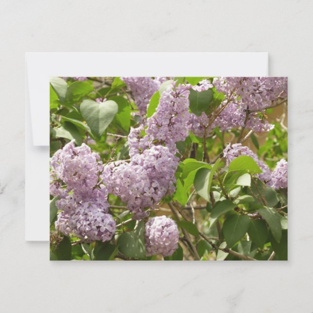 Lilac Bush Bevackra Lila Vår blommor Kort (Framsida)
