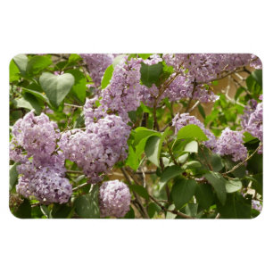 Lilac Bush Bevackra Lila Vår blommor Magnet