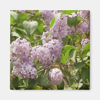 Lilac Bush Bevackra Lila Vår blommor Magnet