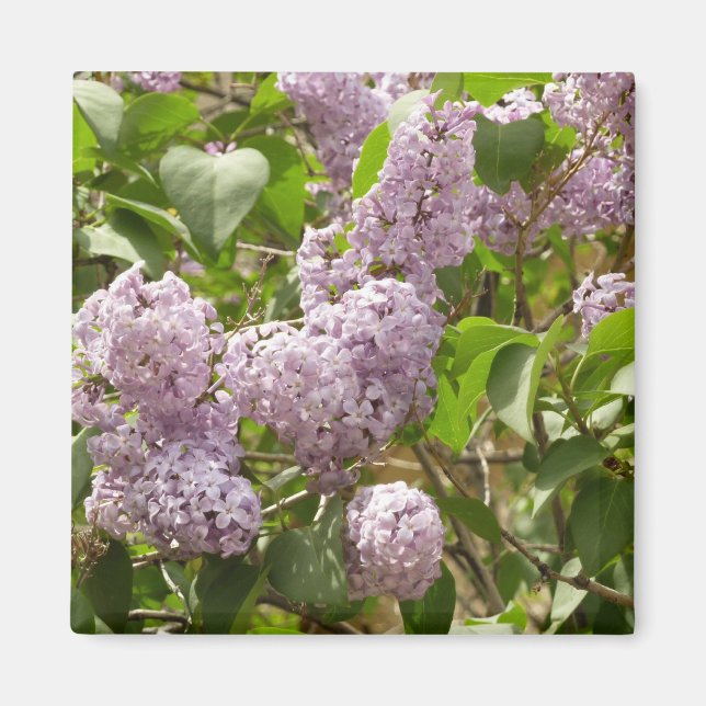Lilac Bush Bevackra Lila Vår blommor Magnet (Framsidan)